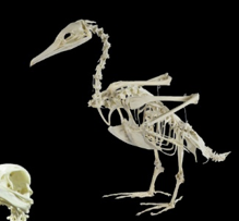 cormoran ulnae bones esqueleto montado