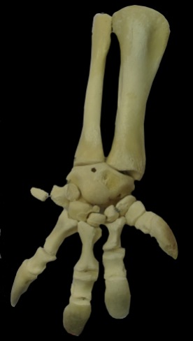 montaje extremidades tortuga ulnae bones
