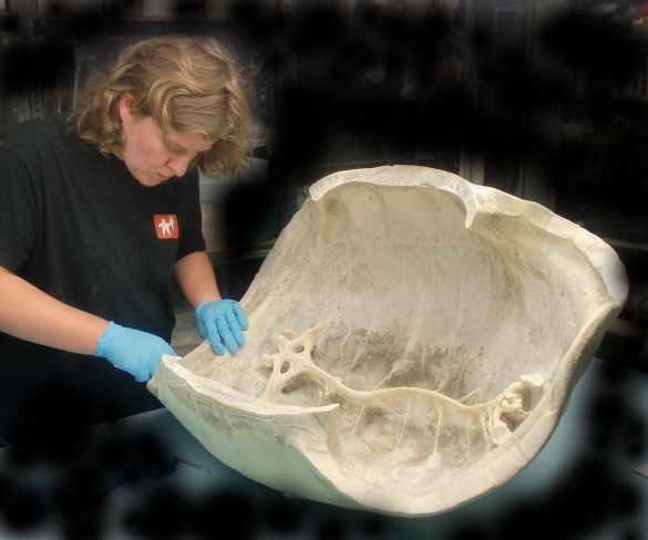 Aldabrachelys gigantea caparazon ulnae bones