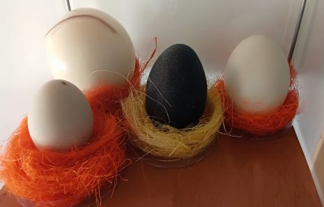 huevos avestruz, emú, cisne y ñandu ulnae bones
