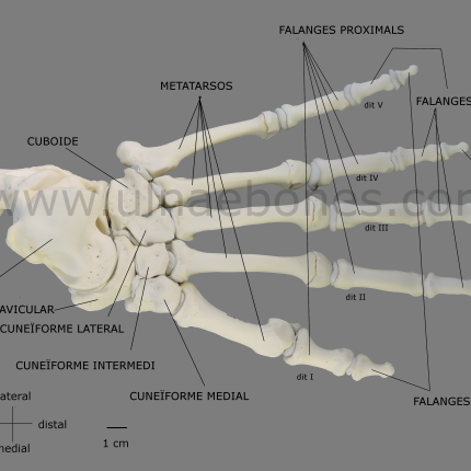 pie gorila ulnae bones atlas osteologico