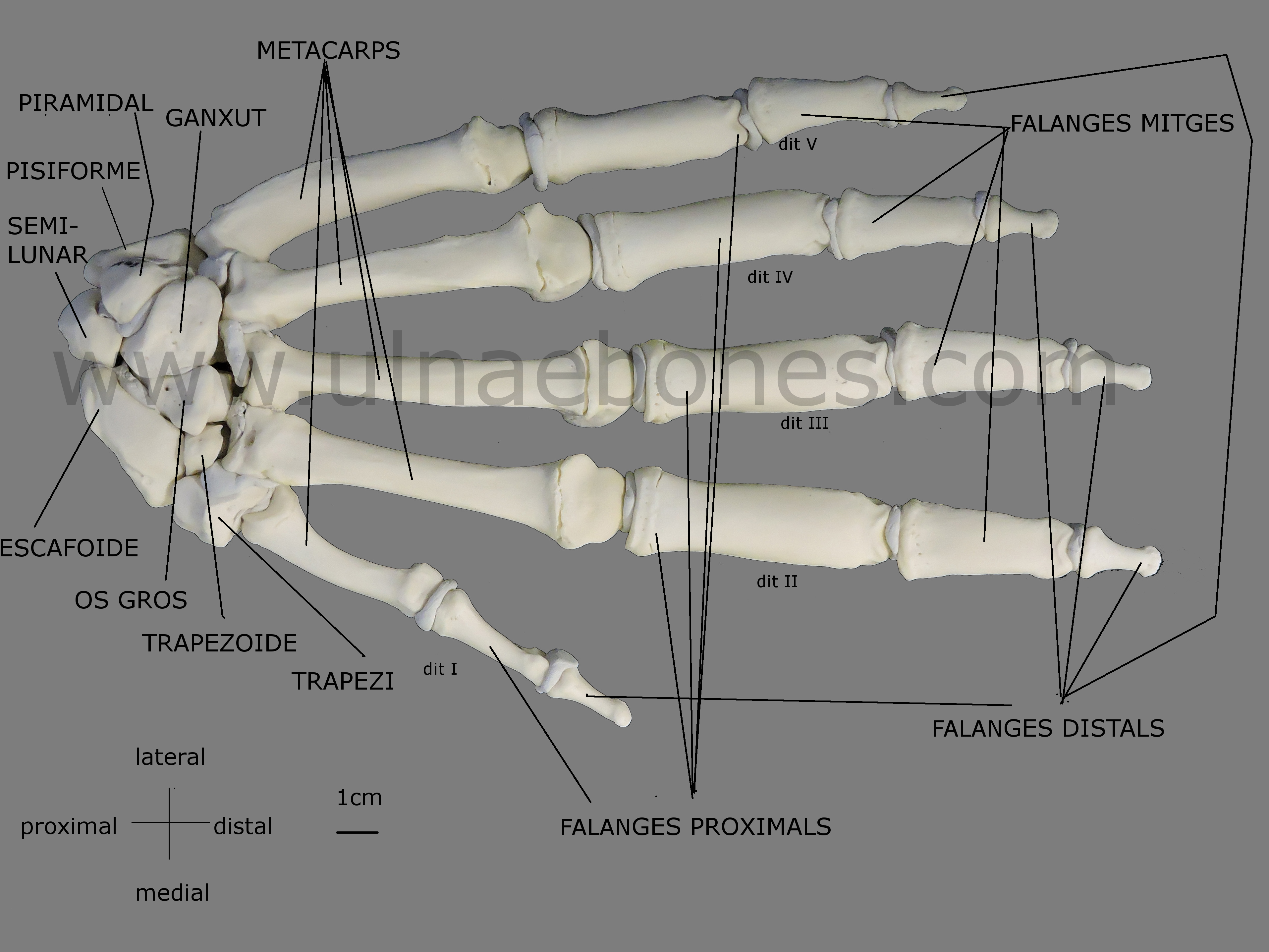 mano gorila ulnae bones atlas osteologico
