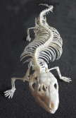 ulnaebones esqueleto montado reptil cosmocaixa