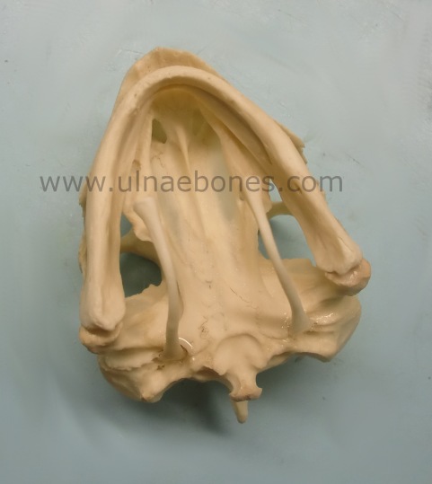 esqueleto montado ulnae bones tortuga
