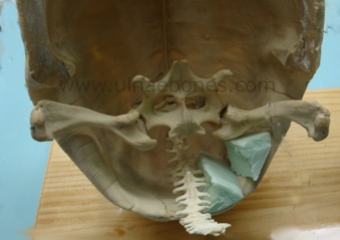 esqueleto montado ulnae bones tortuga