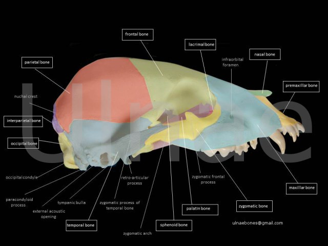 ulnaebones atlas osteologico oso pardo bebe