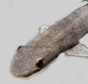 tauro gat mediapro ulnaebones taxidermia tiburon piel estudio ojo