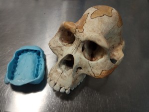 australopithecus ulanebones osteologia