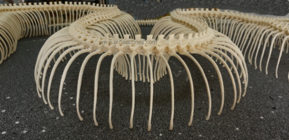 eunectes notaeus anaconda ulnaebones costillas vertebras esqueleto montaje