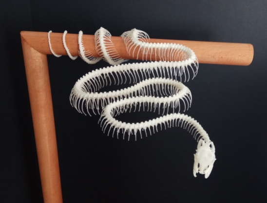 corallus hortulanus ulane bones montaje esqueleto